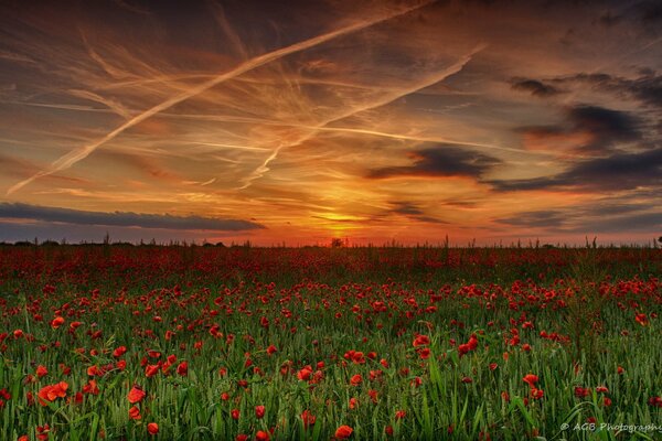 In summer, red poppies grow in the field