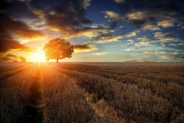 Étendues sans fin, soleil brûlant arbre solitaire