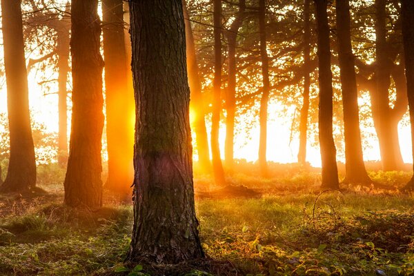 Hermoso bosque. Naturaleza y árboles