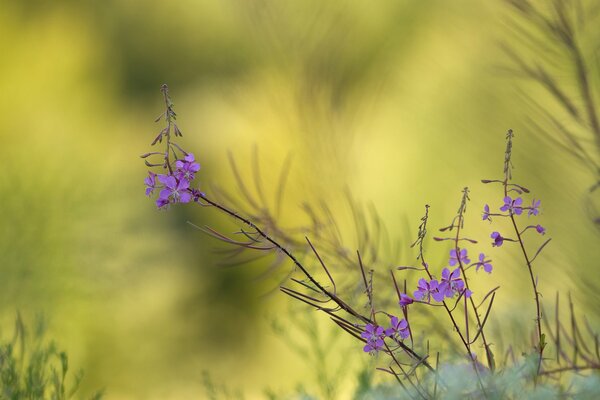 Fleurs violettes sur le terrain