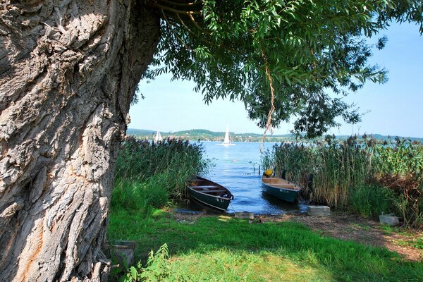 Vista sul fiume con barche e albero