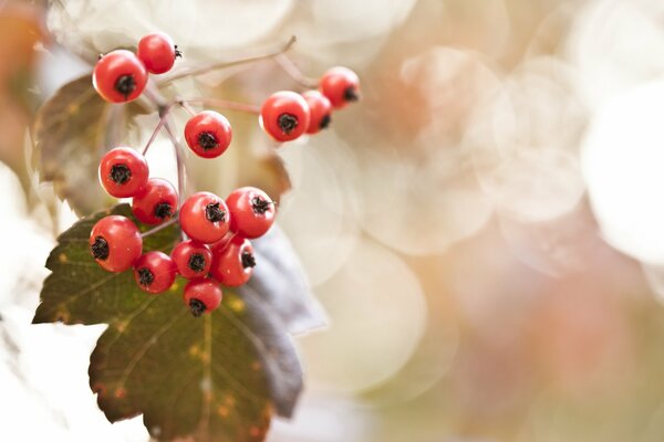 Bright berries on a blurry background