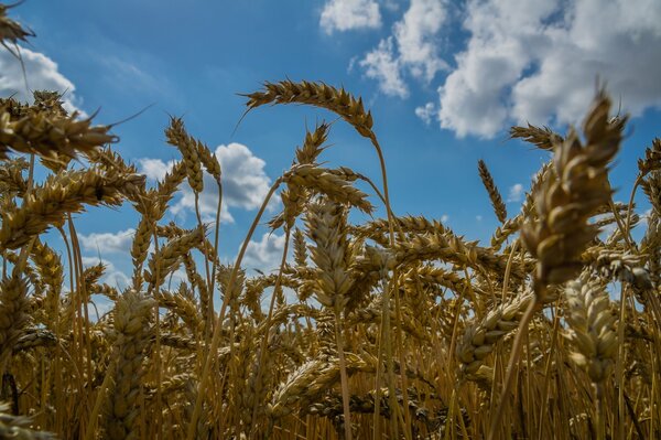 Auf dem Feld schwingen die Ähren des Weizens