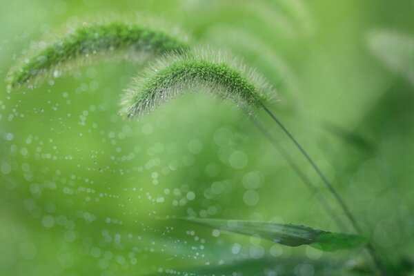 Herbe verte dans le traitement de la photo