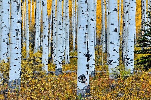 Birch grove drowned in autumn leaves