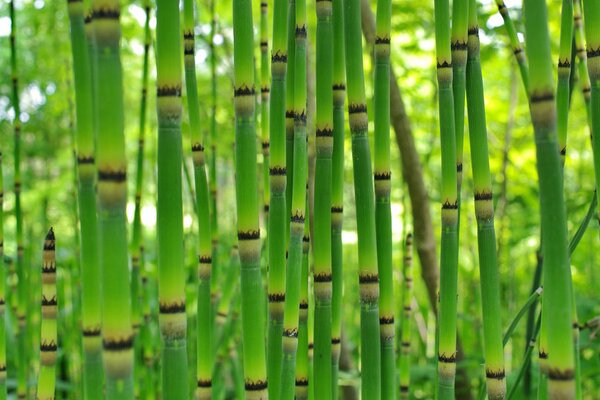 Bright green juicy bamboo stalks