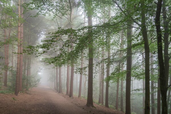 Im nebeligen Dunst steht der Wald