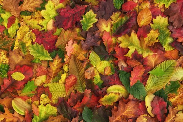 Follaje de otoño carmesí en la tierra