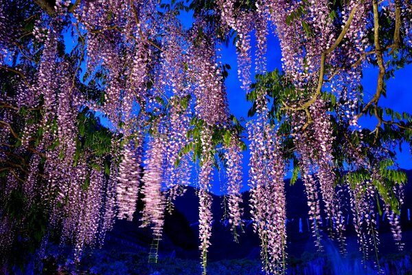 Racimos rosados de Wisteria en la noche