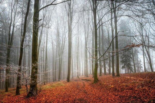 Forêt d automne dans le brouillard