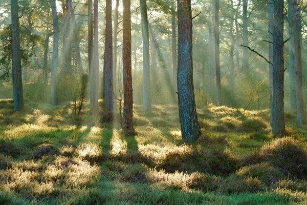 Día soleado de verano en el bosque