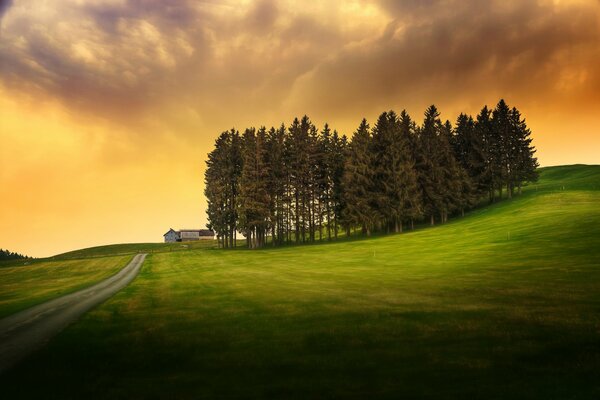 A green field , an island of trees