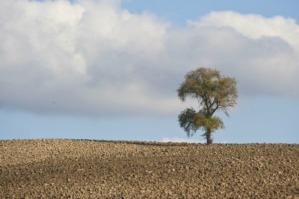 Ein einsamer Baum unter Steinen