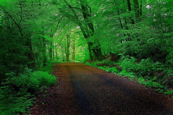 Route à travers la forêt verte