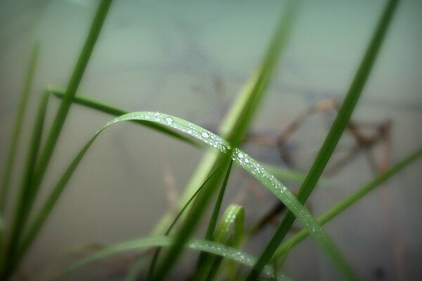 Morning dew drops on the grass