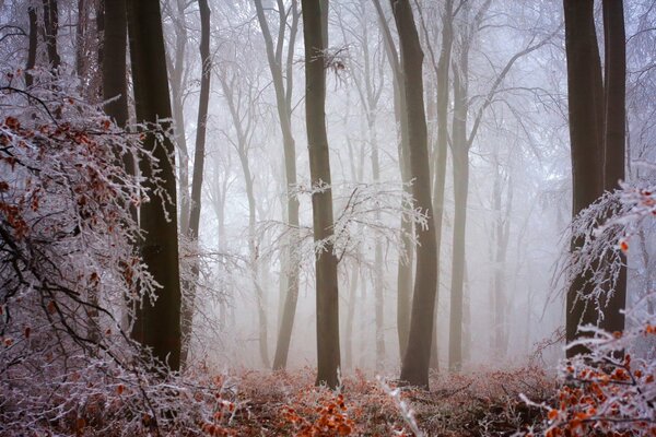 Kalter Waldnebel im Winter