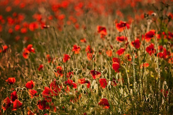 Ein Feld voller roter Mohnblumen