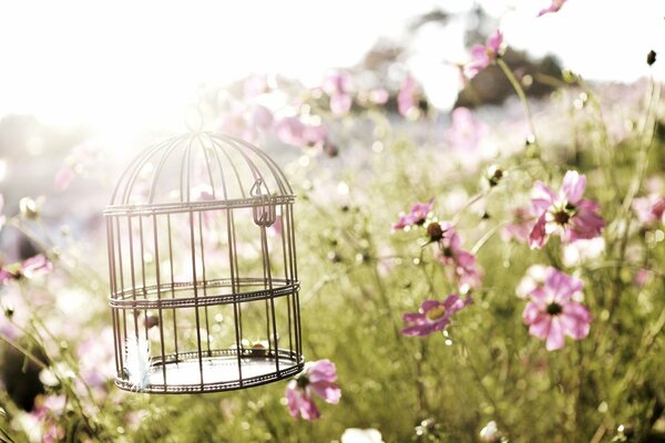 Cage à oiseaux parmi les fleurs printanières