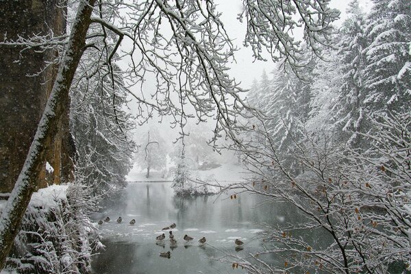 Ducks in winter on a pond in a winter forest