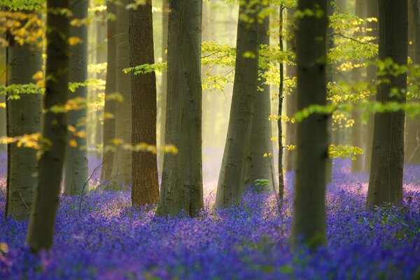 Bosque de flores de primavera