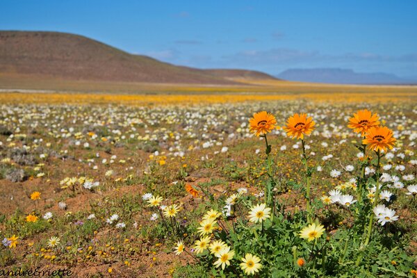 Flores en un Prado en las montañas