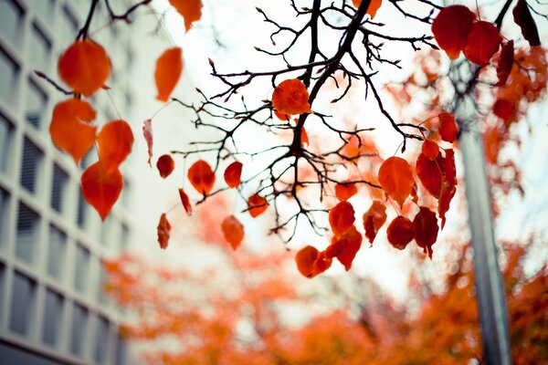 Red autumn leaves on a branch