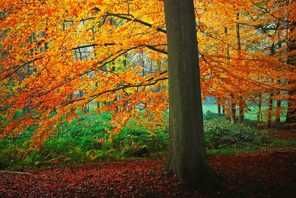 En automne, les feuilles des arbres jaunissent et tombent