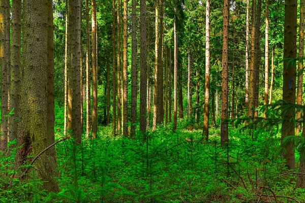 Summer forest, pine trees in the forest