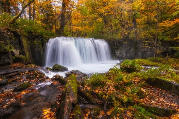 Herbstlicher Waldfall, der in den Fluss mündet