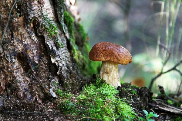 Ein Pilz, der unter einem Waldbaum wächst