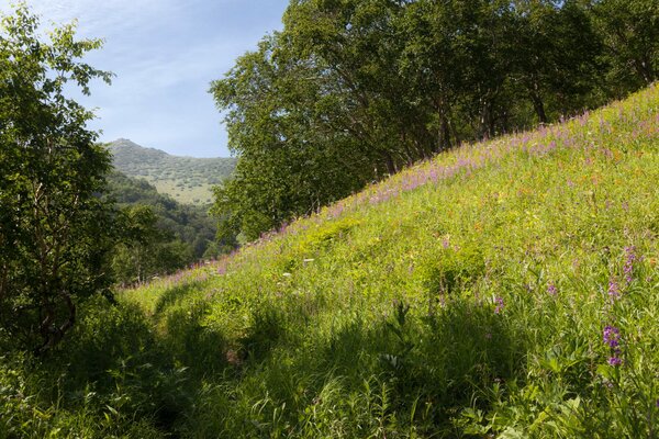 Collines du Kamtchatka, herbe, arbres, verdure