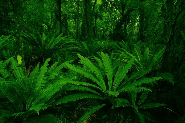 Plants with green leaves grow in the forest