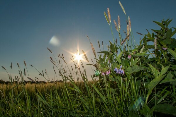 Grass at sunset