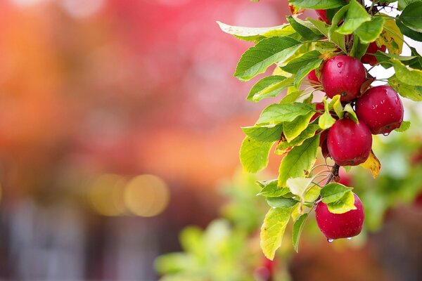 Nalevnye apples after the rain