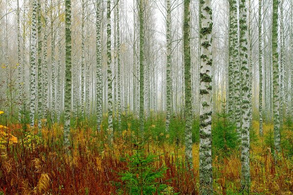 Forest grove birch trees