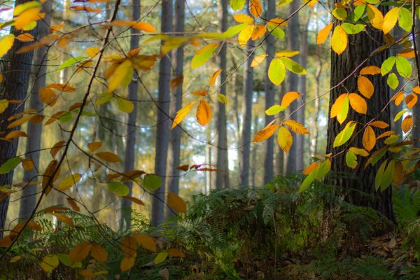 The foliage of trees in autumn in the fog