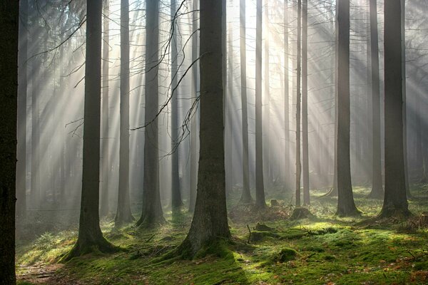 Haute forêt moussue au soleil