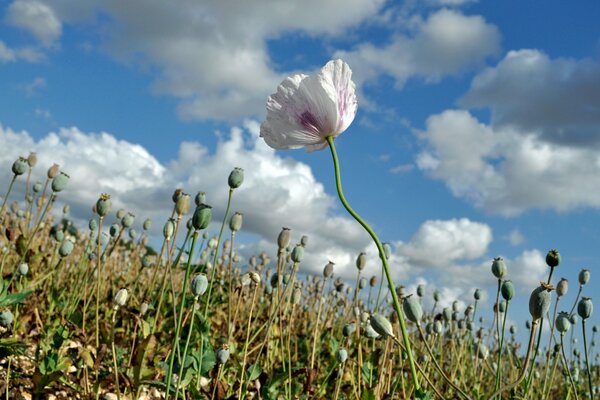 Rote Mohnblume wächst auf der Wiese