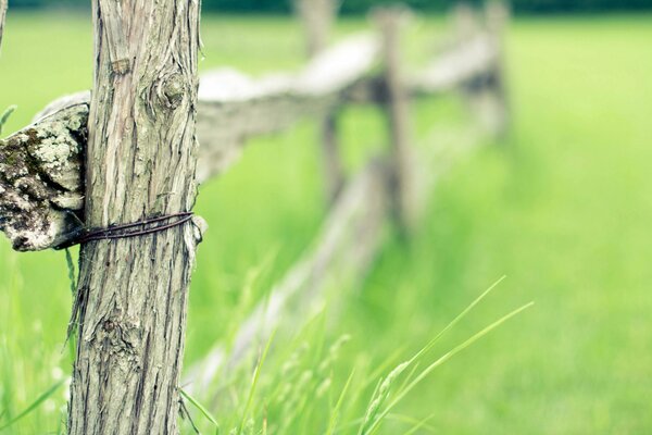 Recinzione in legno tra erba verde