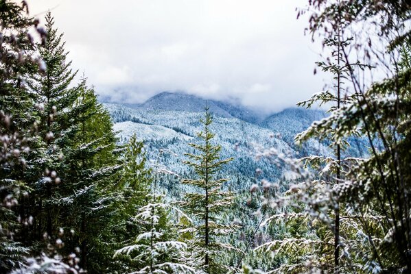 Temps d hiver froid dans le brouillard