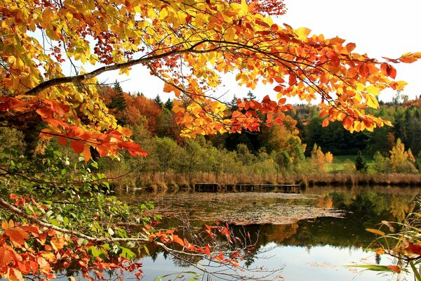 Autunno dorato sugli alberi vicino al lago