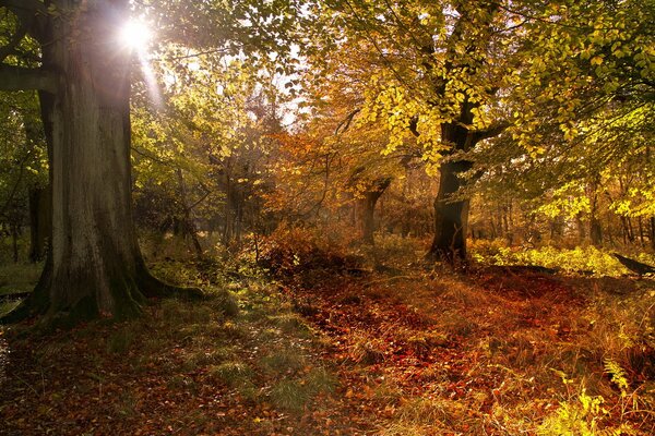 A bright ray of sun breaks through the green foliage