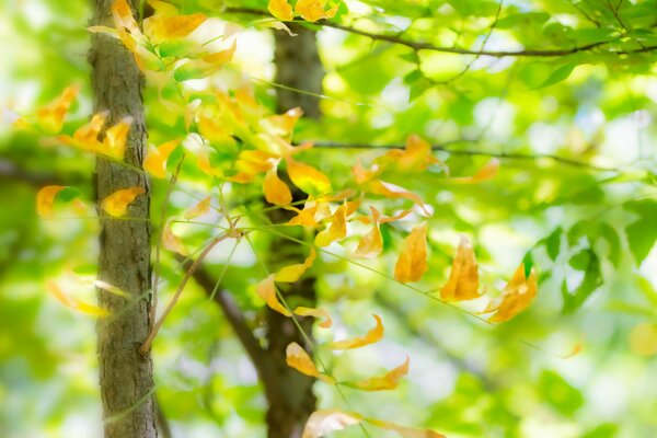 Summer trees with bright green leaves