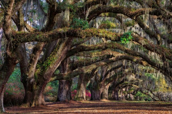 Frühlingsbäume im Bundesstaat South Carolina