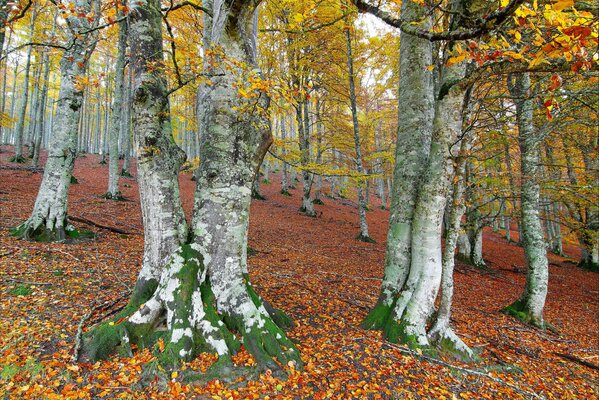 Autunno dorato nella fitta foresta