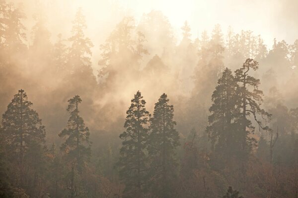 Bäume im Nebel im Wald sind wie Menschen