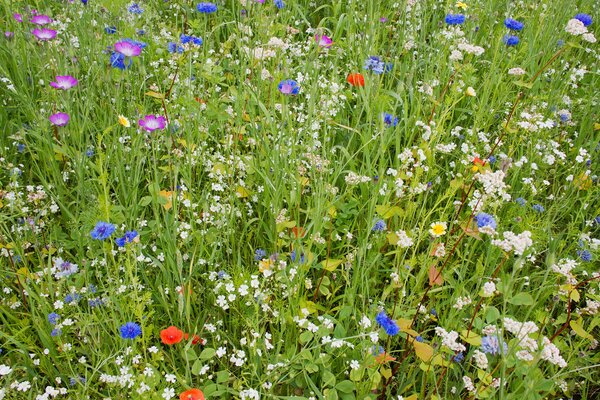 Bunte Wiese mit Gras und Blumen