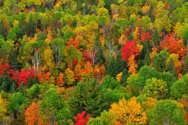 Foresta autunnale luminosa dipinta