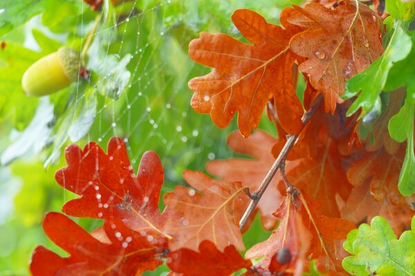 A thin cobweb on oak leaves