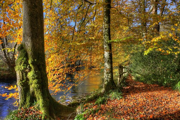 Herbstwald - muffige Bäume und Goldlaub